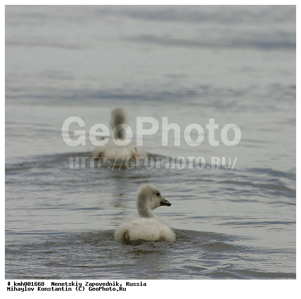 �������� ������, ��������, ��������, ��������, �����������, �����������������, ������������� �����, ������������� �����, XYZ, ������, Anatidae, ����� ������, ��������� ������, Cygnus bewickii